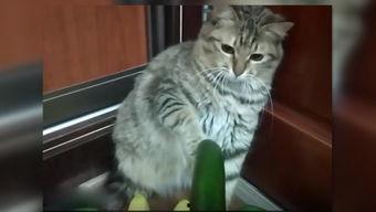 猫吃瓜音频