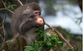 猴子吃瓜道具图片,猴子吃瓜道具趣味瞬间