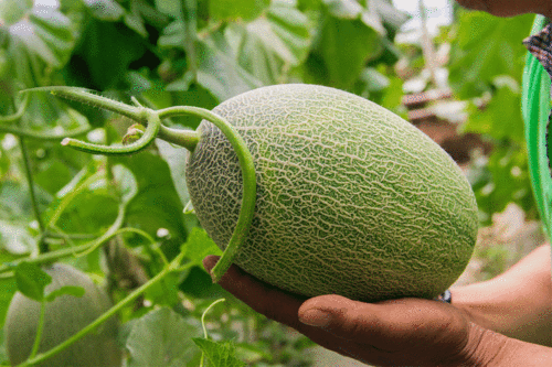 吃瓜合集在哪,热门事件深度解析