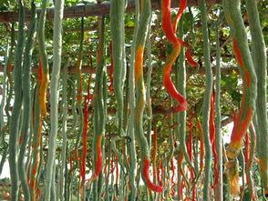 吃蛇瓜第几集,揭秘第X集的惊险与美味