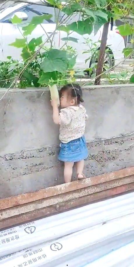 儿童偷瓜吃,小顽童偷瓜吃引发的欢乐故事