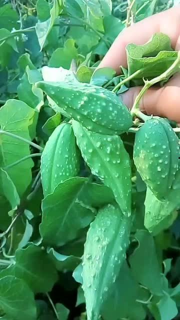 生物瓜怎么吃,探索生物瓜的多彩食用方式