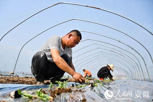 来安县吃瓜,品味夏日甜蜜时光