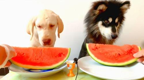 动物吃瓜的声音,揭秘动物们的“吃瓜”盛宴