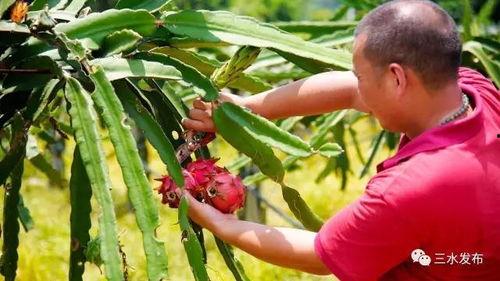 做梦树上摘瓜吃