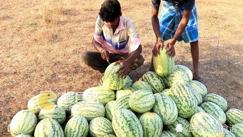 大朋友吃大瓜,揭秘娱乐圈幕后故事