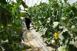 襄阳吃瓜的视频