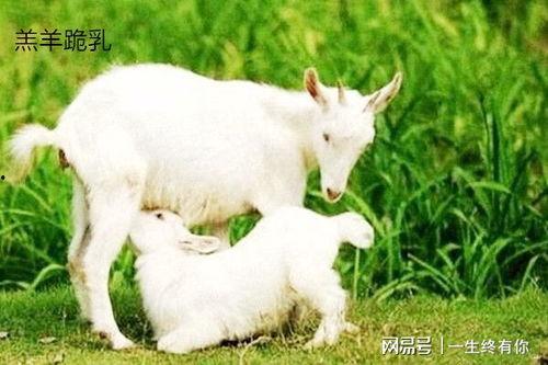 冲浪吃瓜小羊,揭秘网络潮流背后的趣味人生