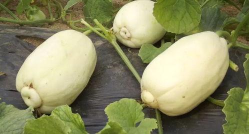 杨静琪吃瓜潍坊,揭秘当地美食与民俗风情