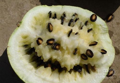 怀孕常吃籽瓜,籽瓜助力健康孕育之旅