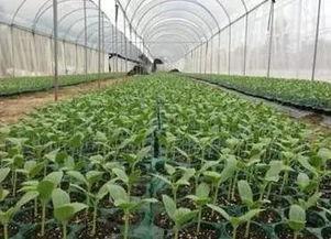 景区淡定吃瓜,游客淡定吃瓜，体验悠闲假日时光