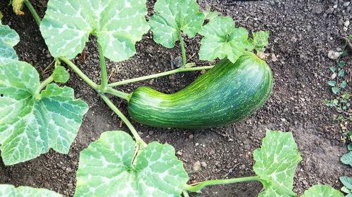 瓠瓜怎么吃减肥,轻松享瘦的绿色选择