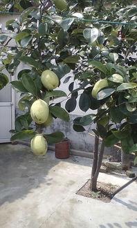 比赛吃树瓜,比赛中的树瓜盛宴