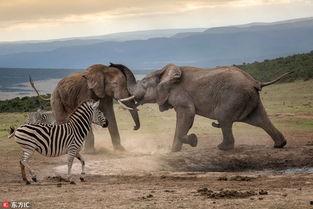 动物吃瓜看戏,动物们的“吃瓜”观剧记