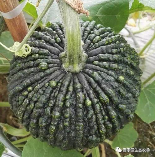 花式吃瓜鳄鱼,揭秘动物界的独特饮食习惯