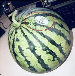 大瓜网红吃瓜,揭秘娱乐圈幕后真相