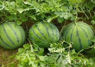 吃瓜和被吃瓜,揭秘网络舆论场的双面人生