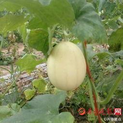 梨瓜吃坏肚子,警惕夏日水果安全