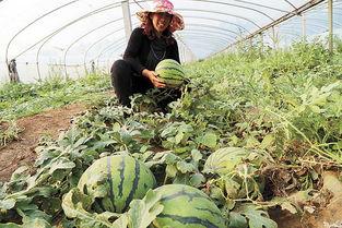 山东广饶吃瓜,瓜果飘香，品味田园生活