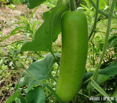 晚上吃绿色瓜,揭秘绿色瓜果的养生魅力