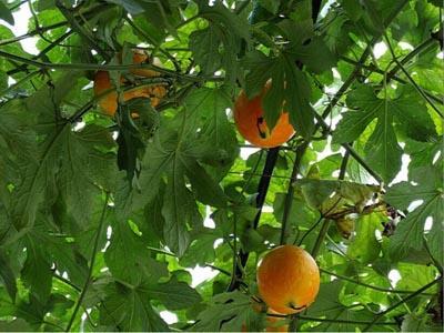 天天吃吊瓜好吗,健康生活每一天