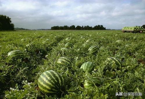散文吃瓜,一场关于吃瓜的味蕾之旅